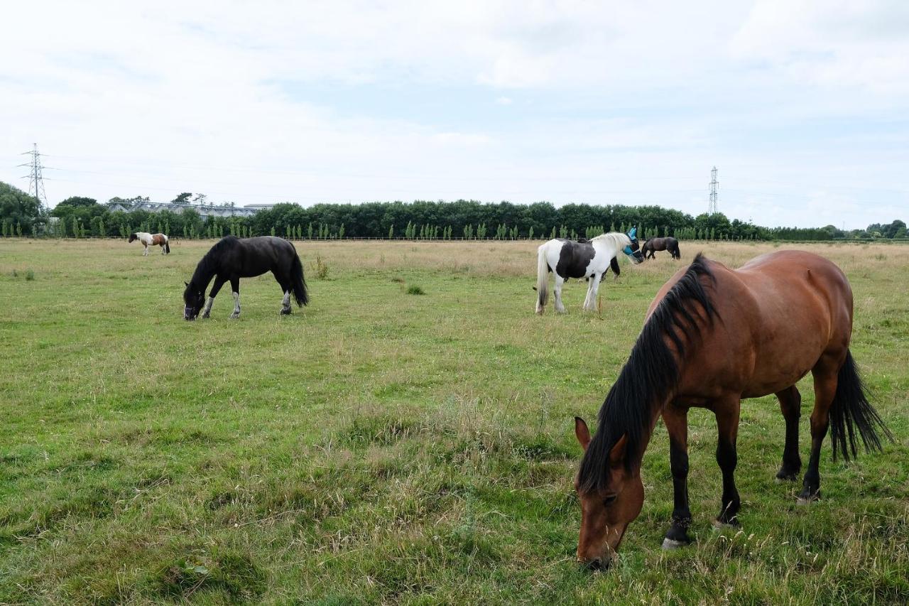 Willowbrook Riding Centre Chichester Ngoại thất bức ảnh